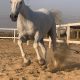 Arabic horse