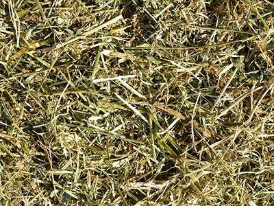Italian hay for equine nutrition
