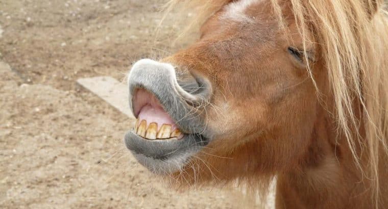 Dental Anatomy: How to figure out horses age by his teeth?