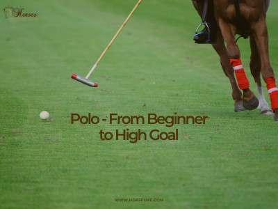 Polo – From Beginner to High Goal