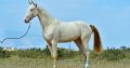 Thoroughbreed Akhal-Teke. The Beatifulest horse