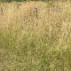 Rhodes Grass Bulk Qty